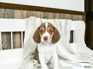 Beagle dogs Creamer - Ad 6