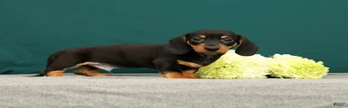 Pablo