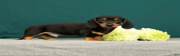 Miniature Dachshund dogs for sale: Pablo - Ad 1