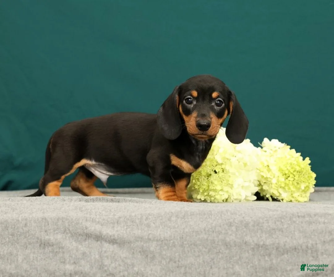 Miniature Dachshund dogs for sale: Pablo - Ad 1