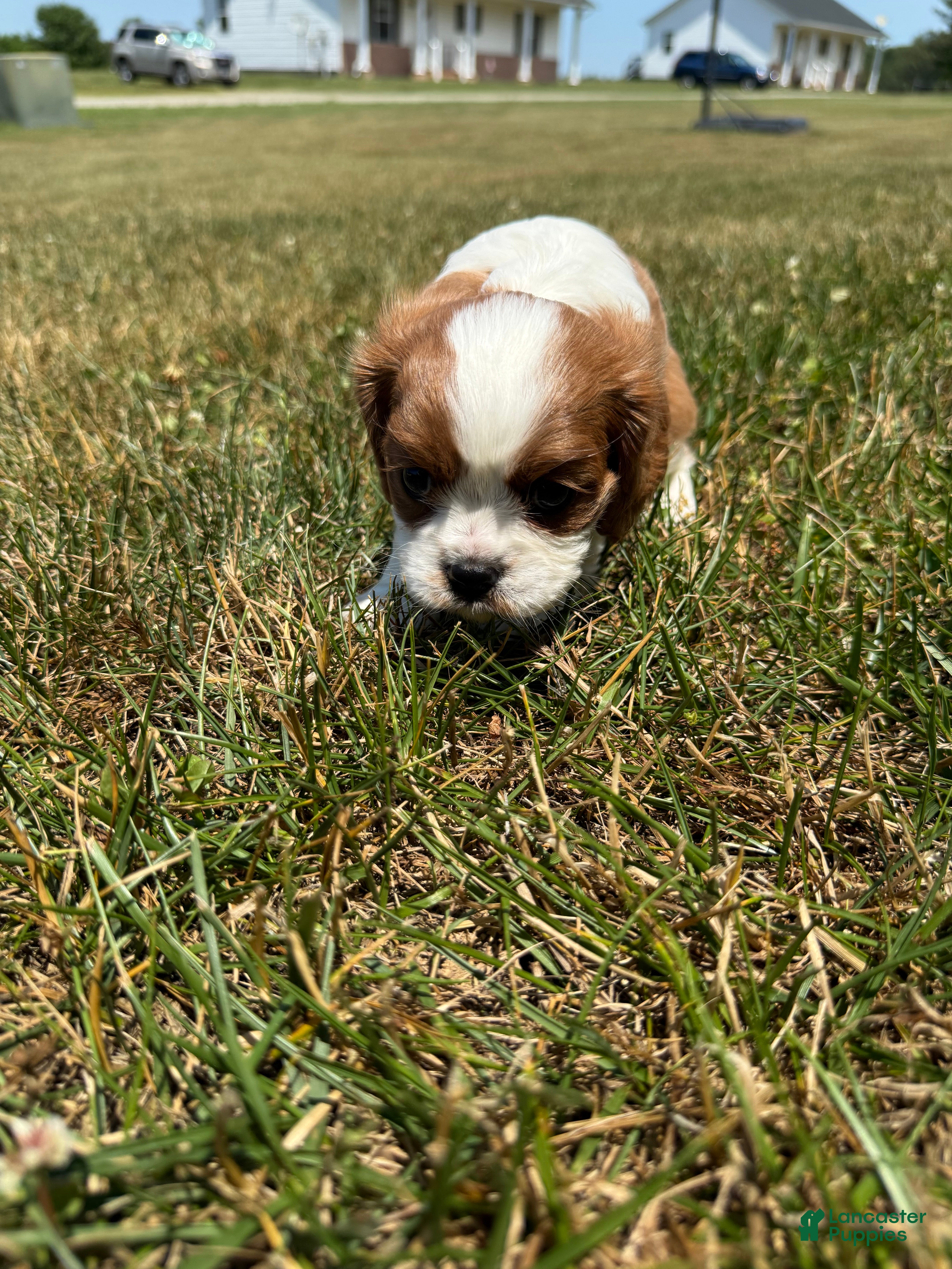 Cavalier King Charles Spaniel dogs Cavalier King Charles Spaniel - Chester - Ad 2