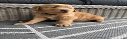 Golden Retriever dogs for sale: Bones - Ad 22