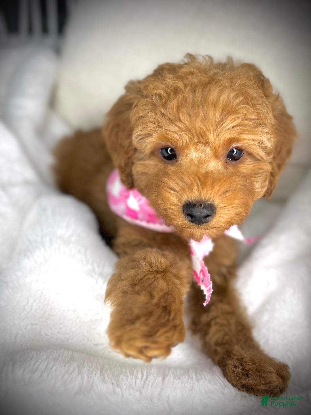 Toy Poodle dogs for sale: Toy Poodle Puppy 2 - Ad 28