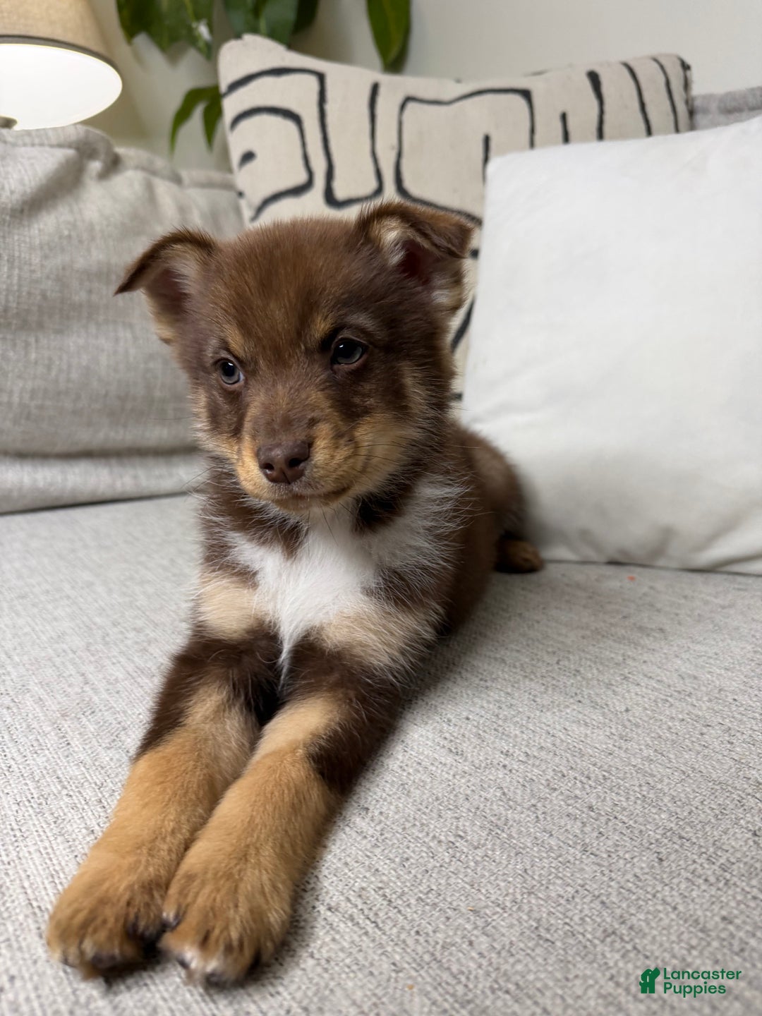Pomsky dogs for sale: Dotty - Ad 16