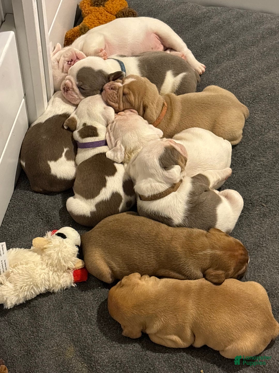 Gallery Image {{count}}