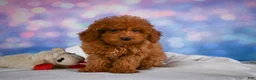 Miniature Poodle dogs for sale: Jamon - Ad 4