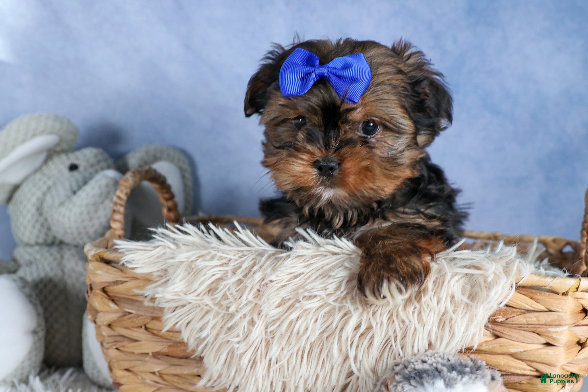 Shorkie dogs JACKSON - Ad 1