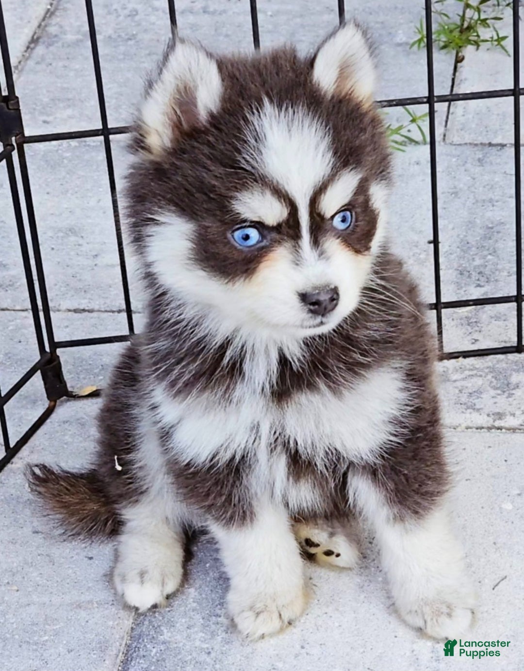 Pomsky dogs for sale: Blue Robin - Ad 5