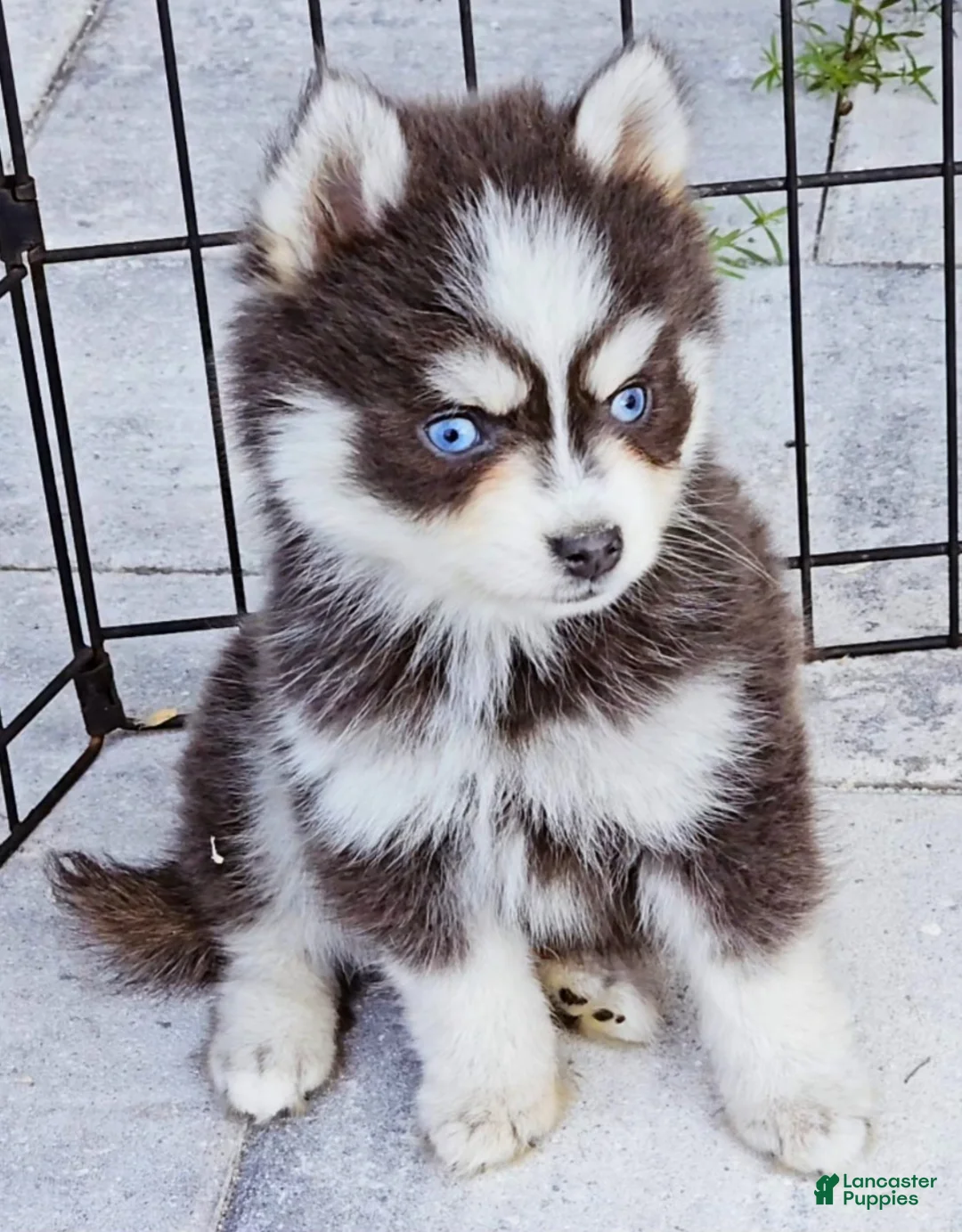 Pomsky dogs for sale: Blue Robin - Ad 5