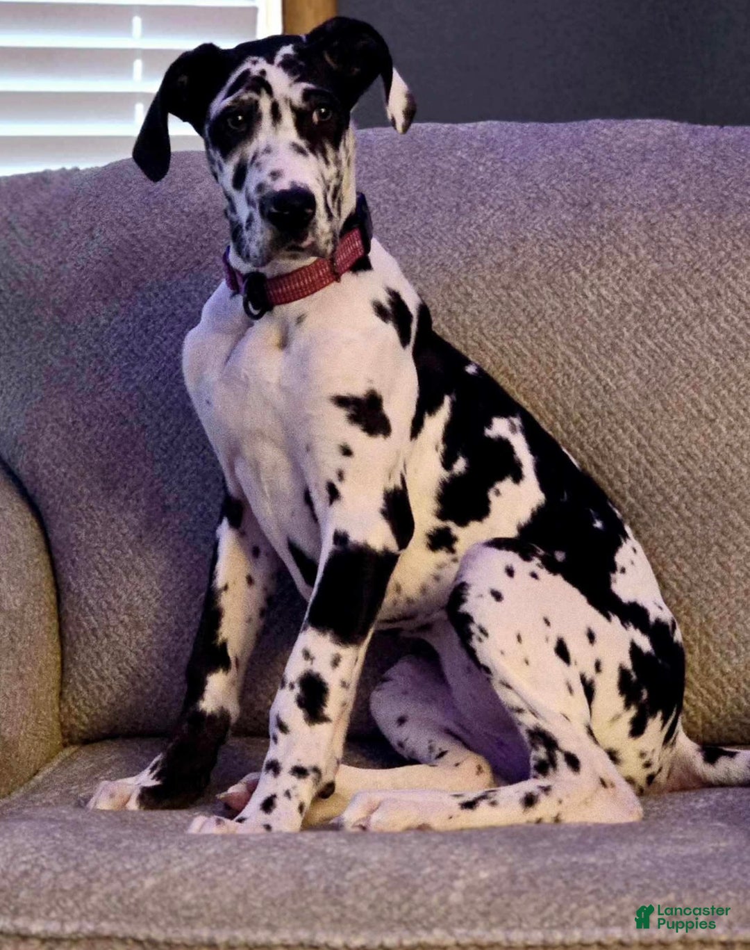 Great Dane dogs for sale: Asher - Ad 3