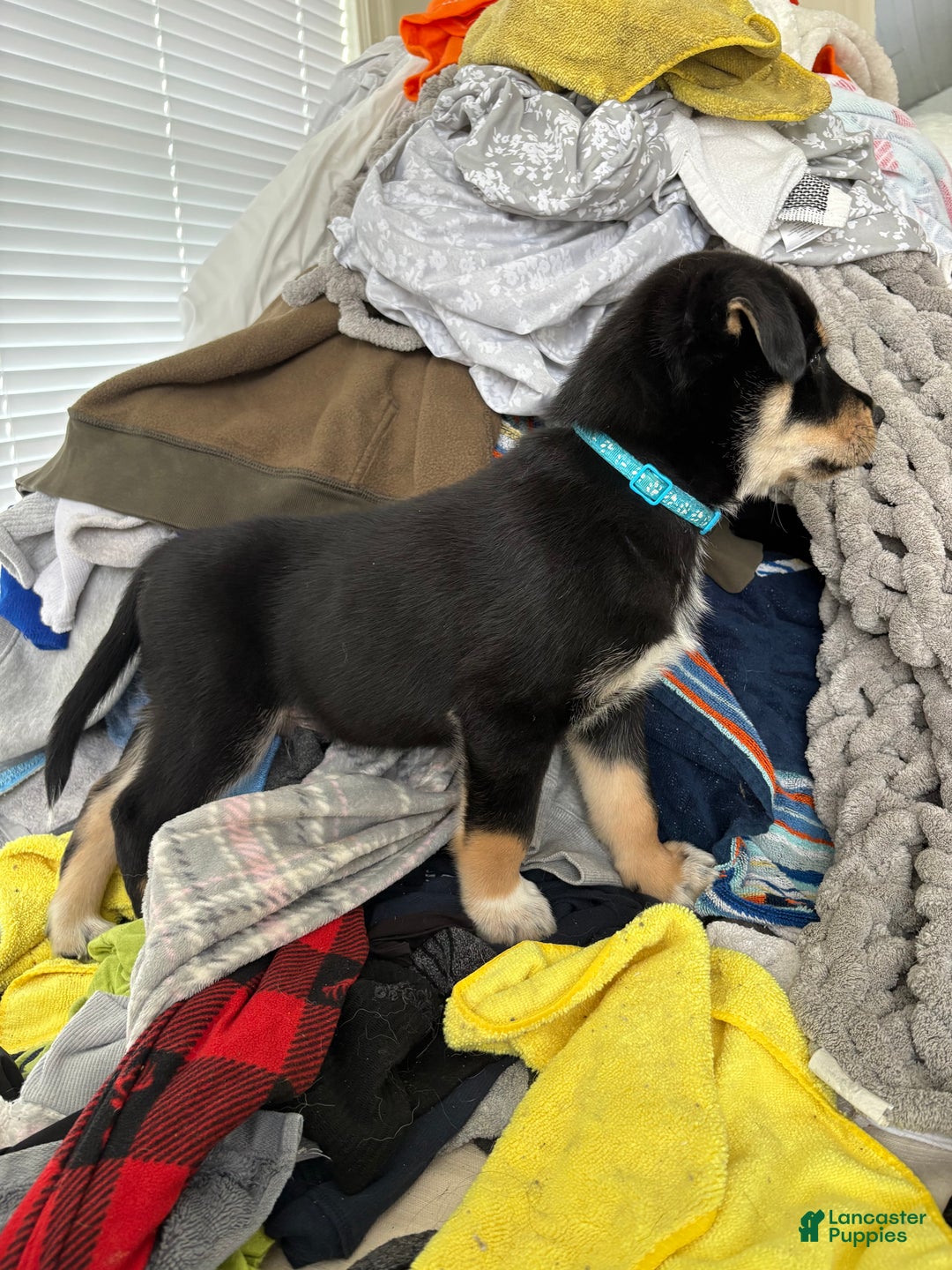 Mixed Breed dogs for sale: Rottsky Puppy 4 - Ad 2