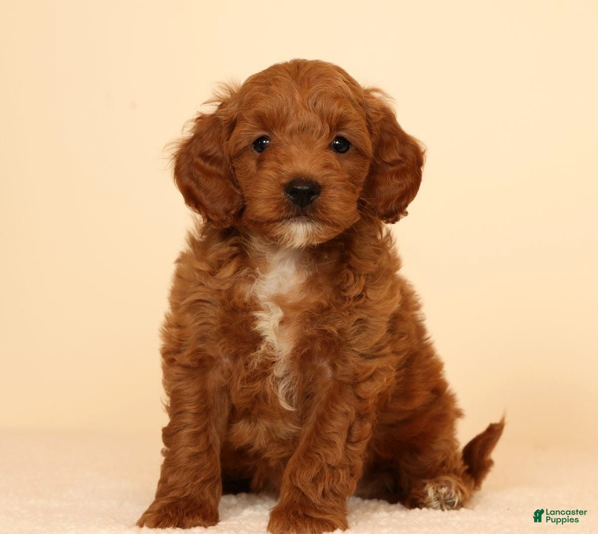 Mini Goldendoodle dogs Miles - Ad 2