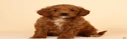 Mini Goldendoodle dogs for sale: Miles - Ad 2