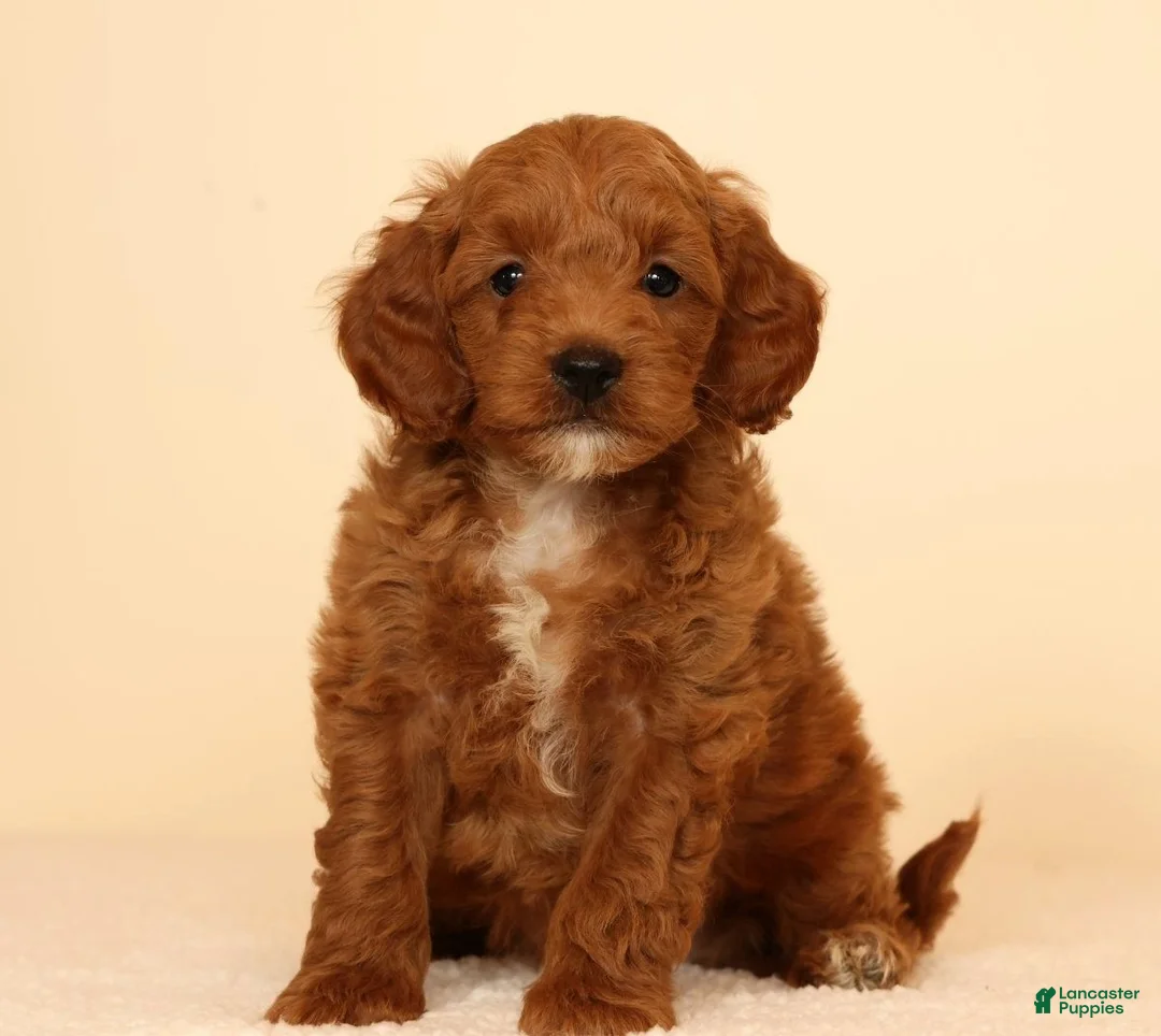 Mini Goldendoodle dogs for sale: Miles - Ad 2