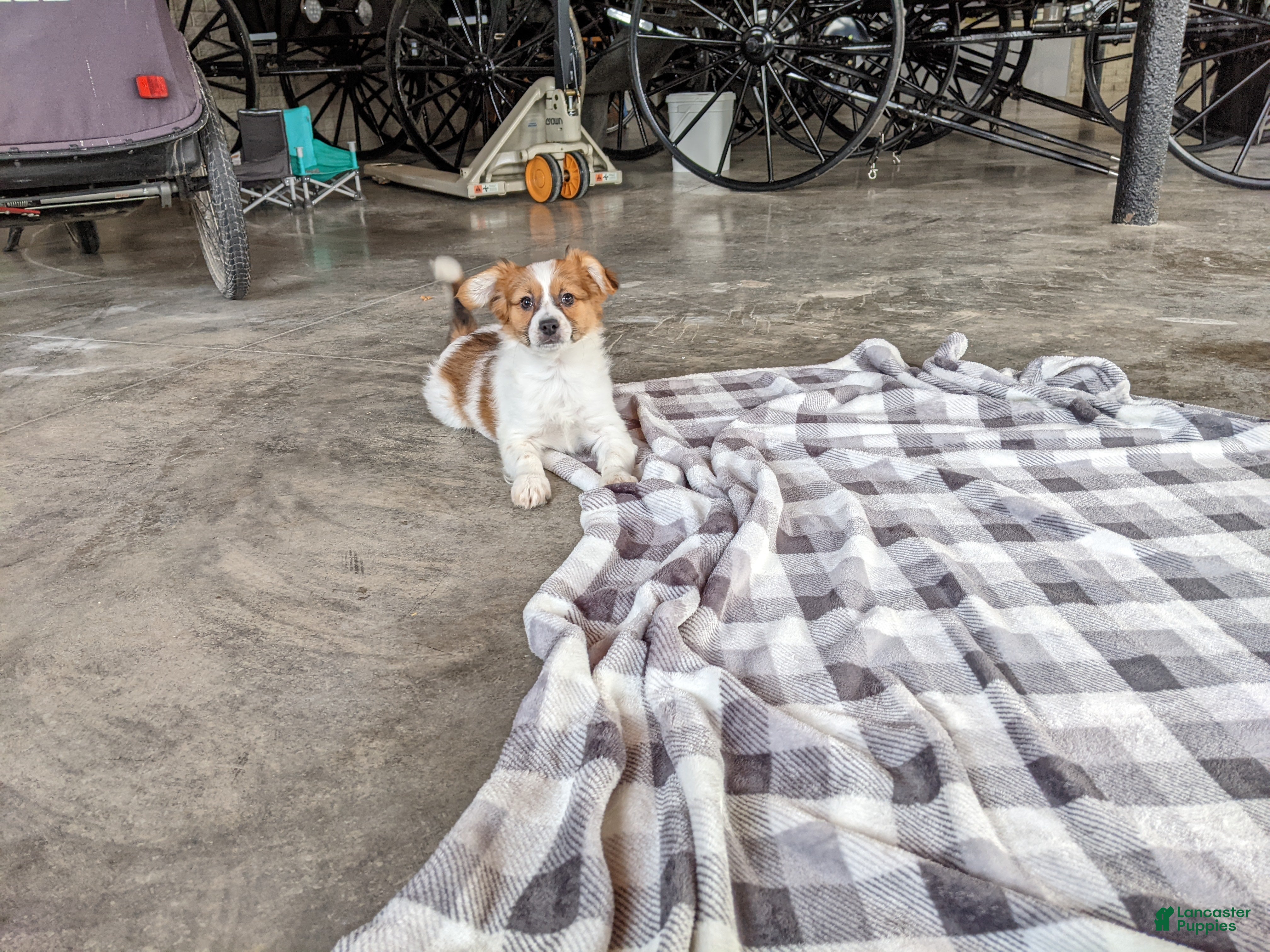 Papillon dogs Chief  - Ad 2