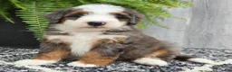 Mini Bernedoodle dogs for sale: Mini Remi - Ad 17