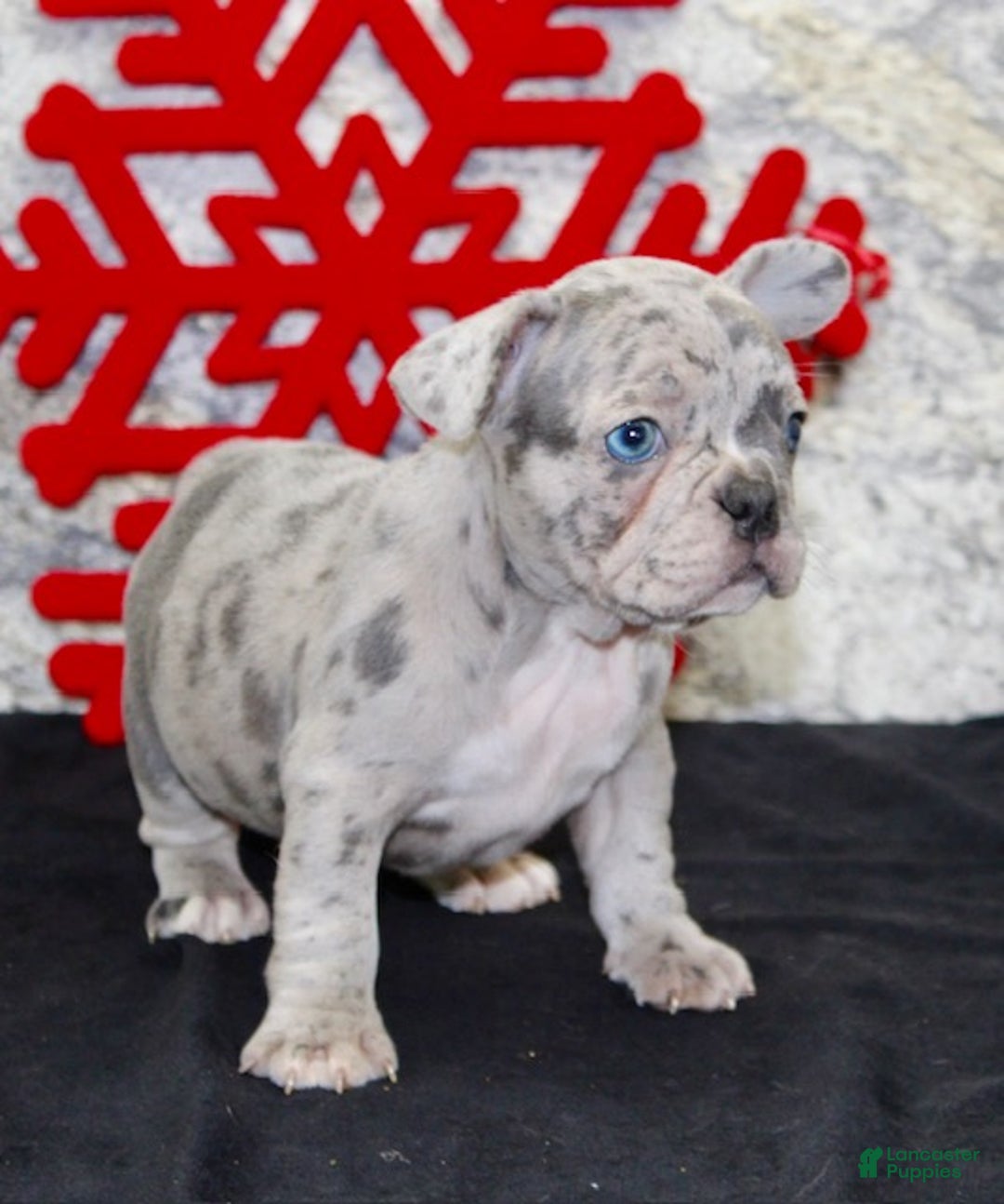 French Bulldog dogs for sale: Roger - Ad 5