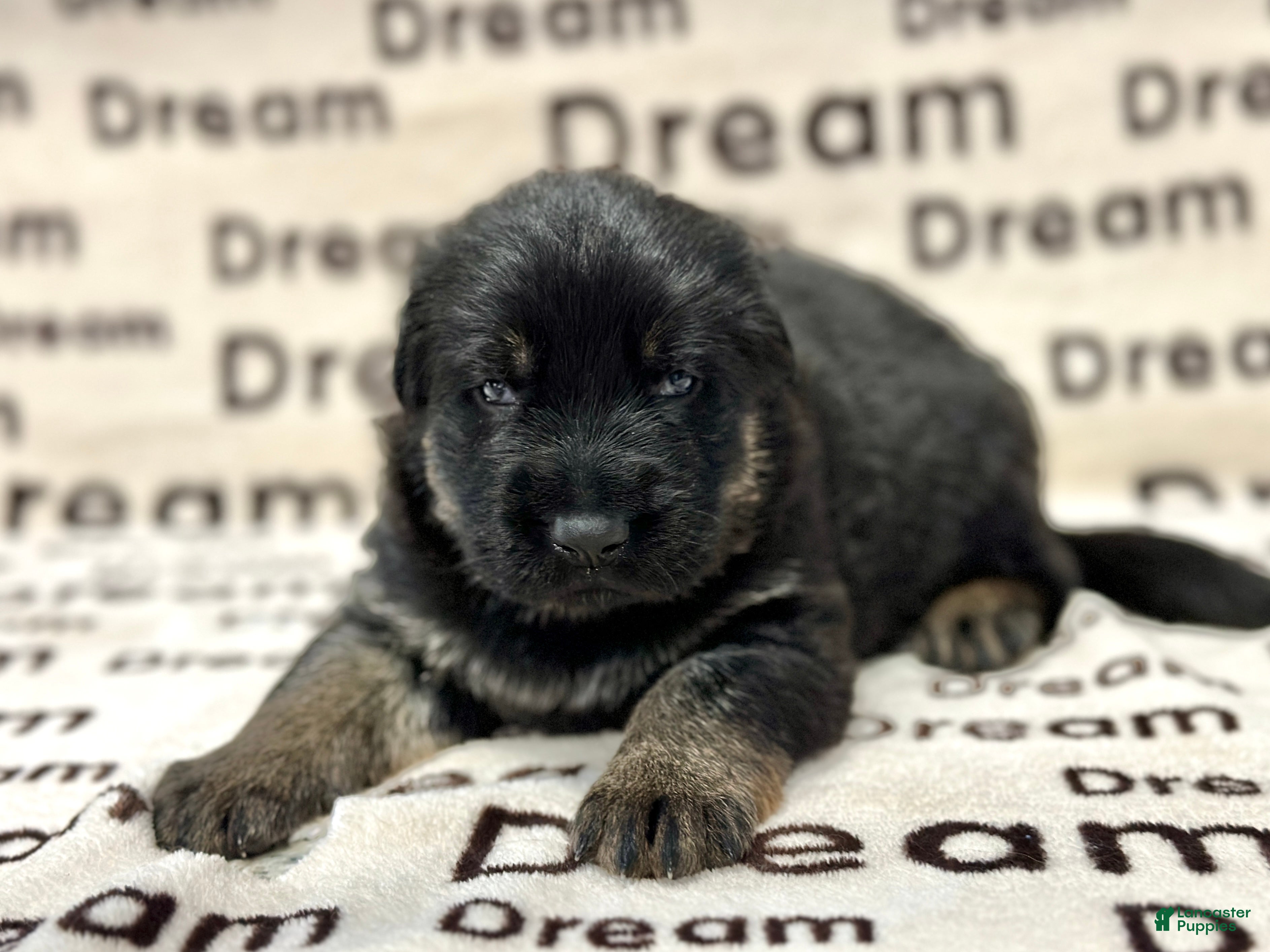 German Shepherd dogs Summit  - Ad 3