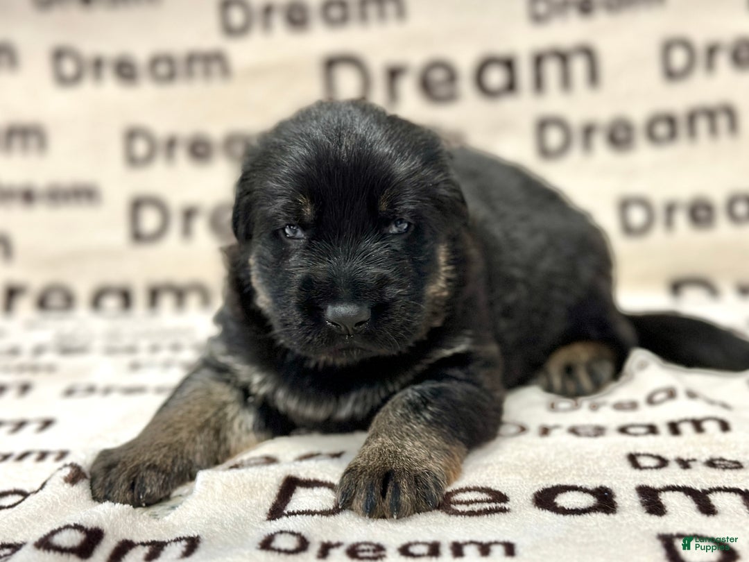 German Shepherd dogs for sale: Summit  - Ad 1