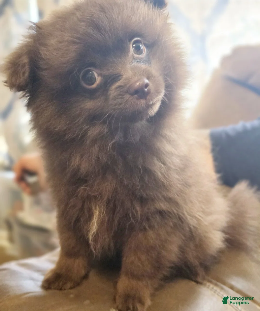 Pomapoo dogs for sale: Little Bear - Ad 2