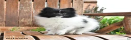 Pomeranian dogs for sale: Spencer - Ad 3