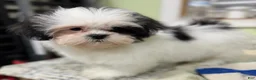 Shih Tzu dogs for sale: Tisha  - Ad 5