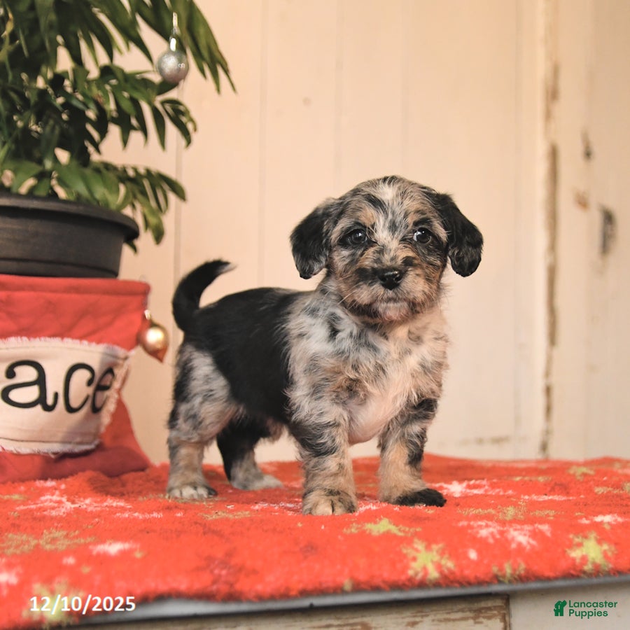 Jackapoo dogs Candy Cane - Ad 17