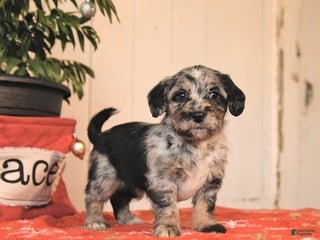 Jackapoo dogs Candy Cane - Ad 16