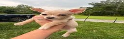 Chihuahua dogs for sale: Milo - Ad 5