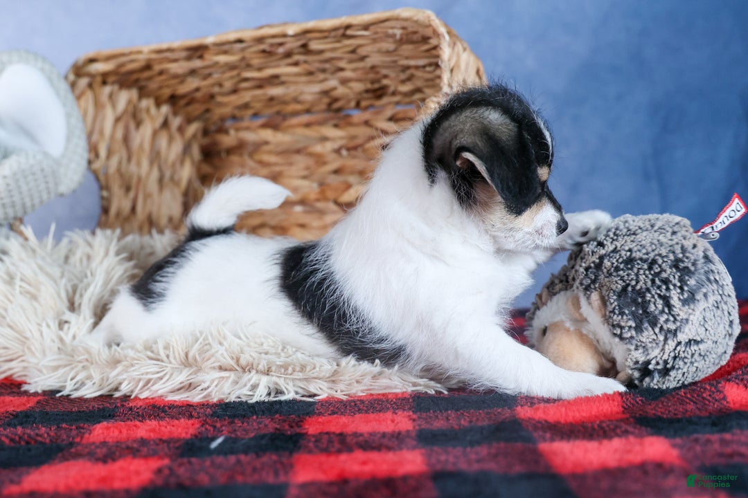 Chipoo dogs for sale: Kenzie - Ad 18