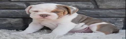Beabull dogs for sale: Bruno  - Ad 1