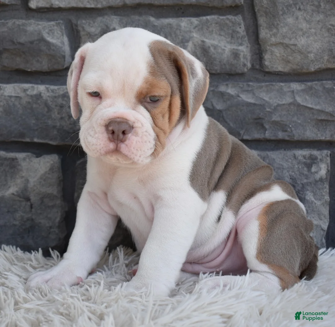 Beabull dogs for sale: Bruno  - Ad 1