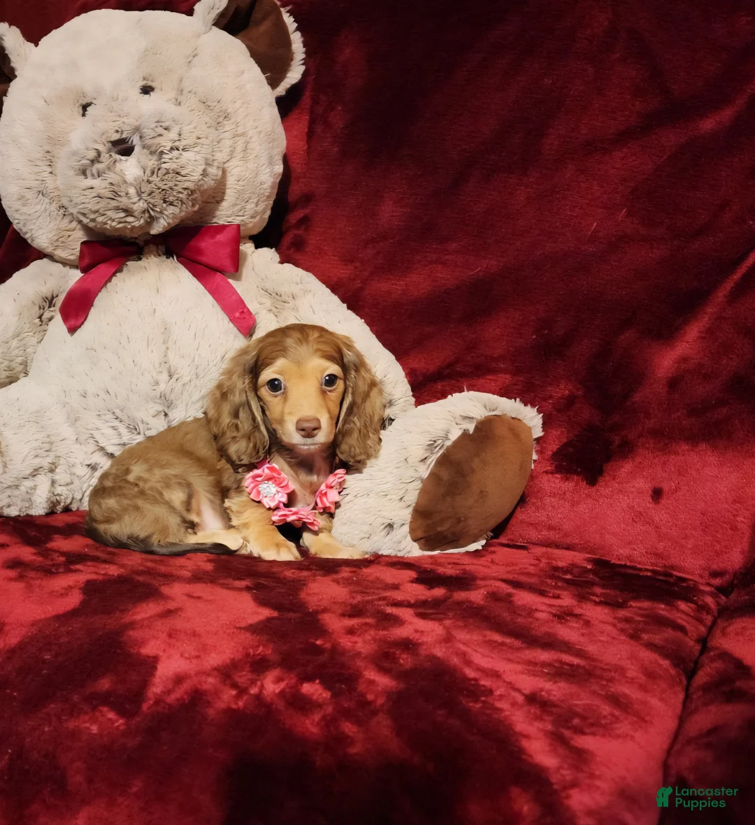 Miniature Dachshund dogs for sale: MOCHI - Ad 1