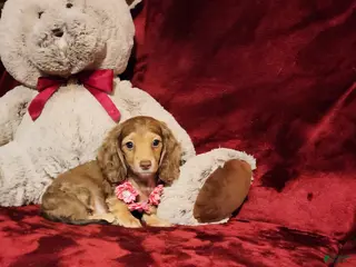 Miniature Dachshund dogs MOCHI - Ad 5