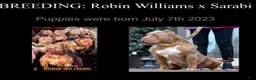 American Bully dogs for sale: Bambi - Ad 8