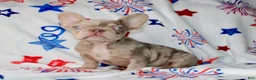 French Bulldog dogs for sale: Ace - Ad 3