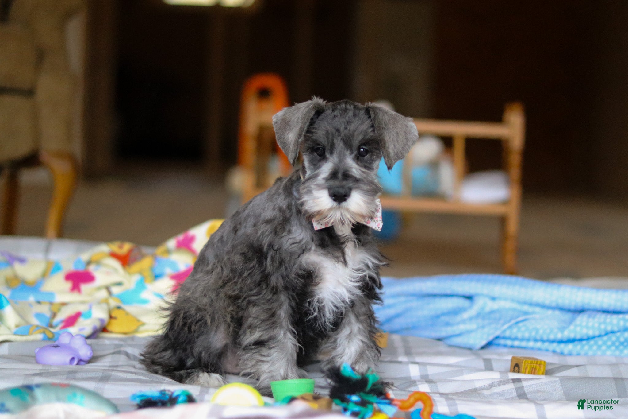 Miniature Schnauzer dogs Alice - Ad 2