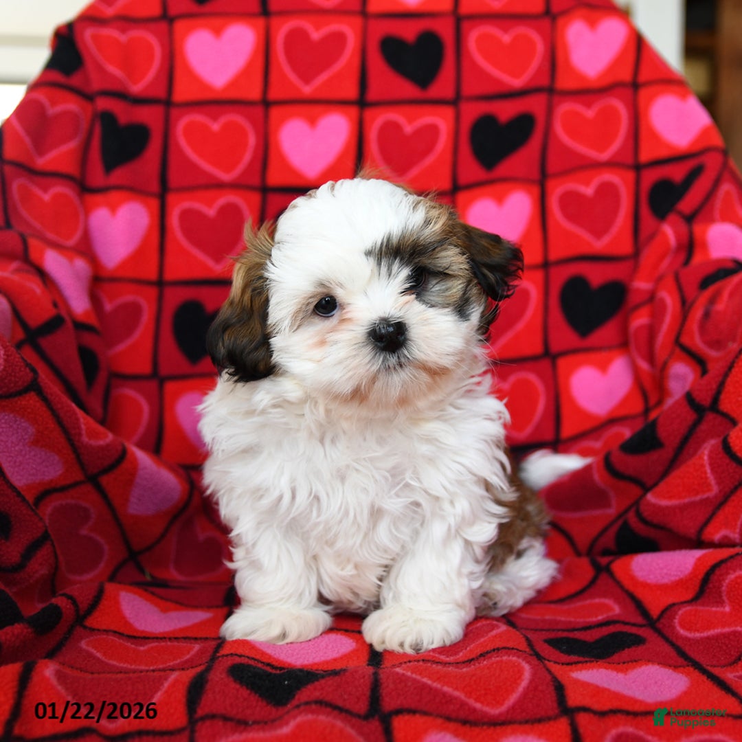 Shih Tzu dogs for sale: Charmer - Ad 5
