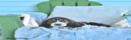 Basset Hound dogs for sale: Lexie - Ad 2