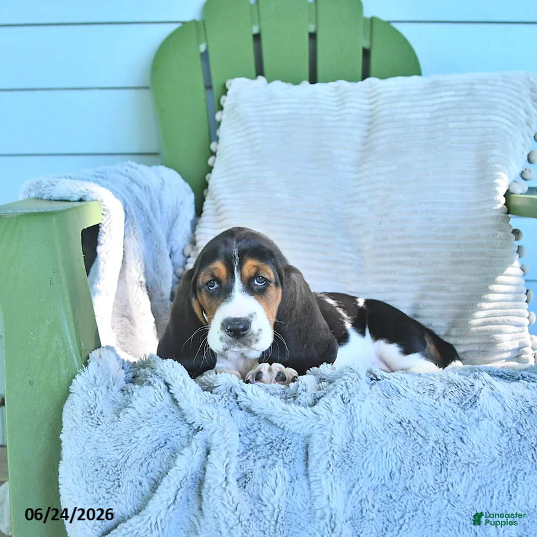 Basset Hound dogs for sale: Lexie - Ad 2