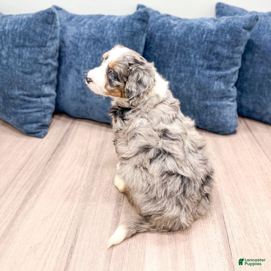 Mini Bernedoodle dogs for sale: Banjo - Ad 5