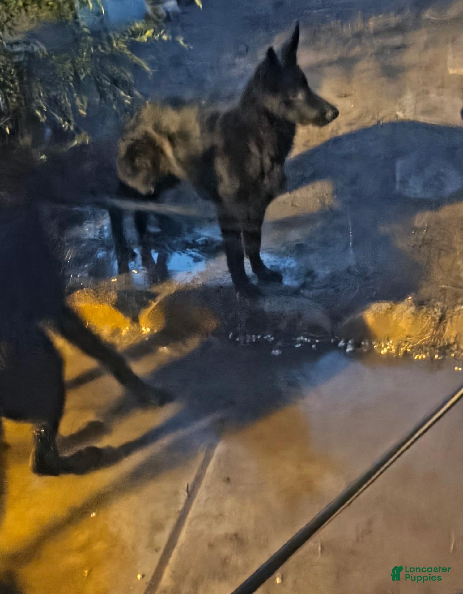 German Shepherd dogs for sale: German Shepherd 1 - Ad 28