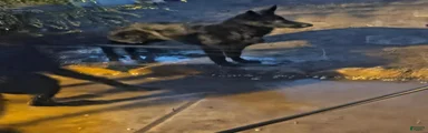 German Shepherd 1