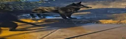 German Shepherd dogs for sale: German Shepherd 1 - Ad 1