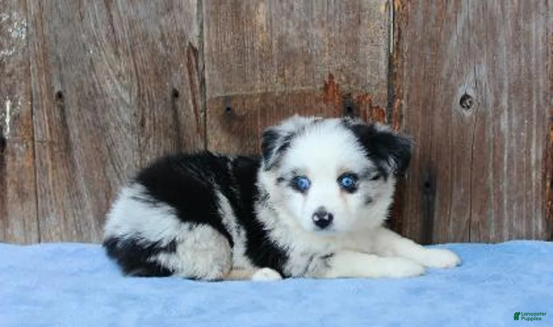 Australian Shepherd dogs for sale: Ace - Ad 3