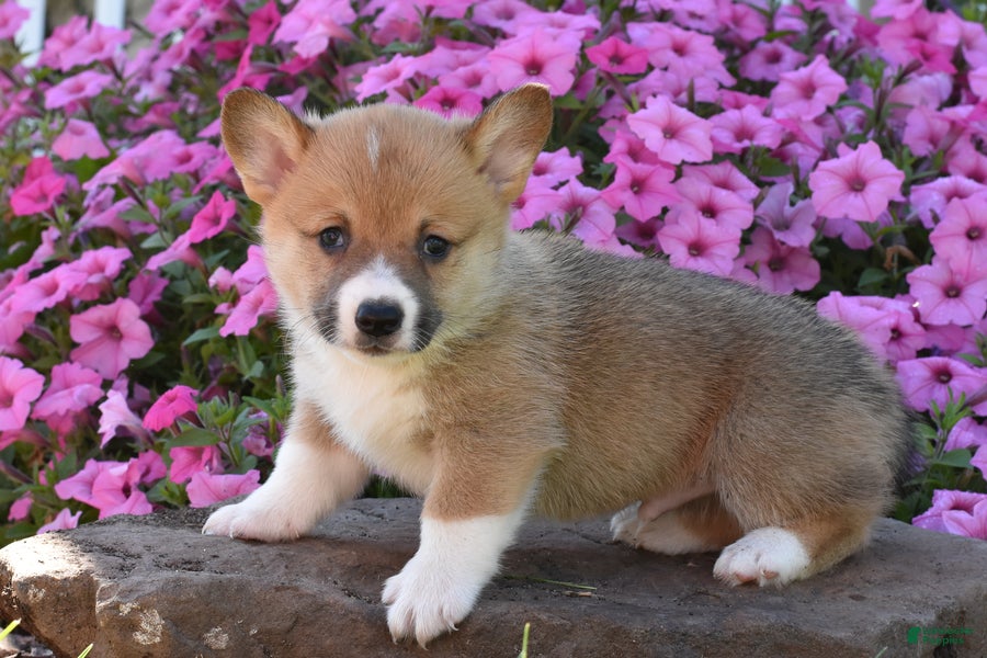 Welsh Corgi Pembroke dogs Randy - Ad 2