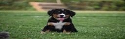 Bernese Mountain Dog dogs for sale: Trevor - Ad 5