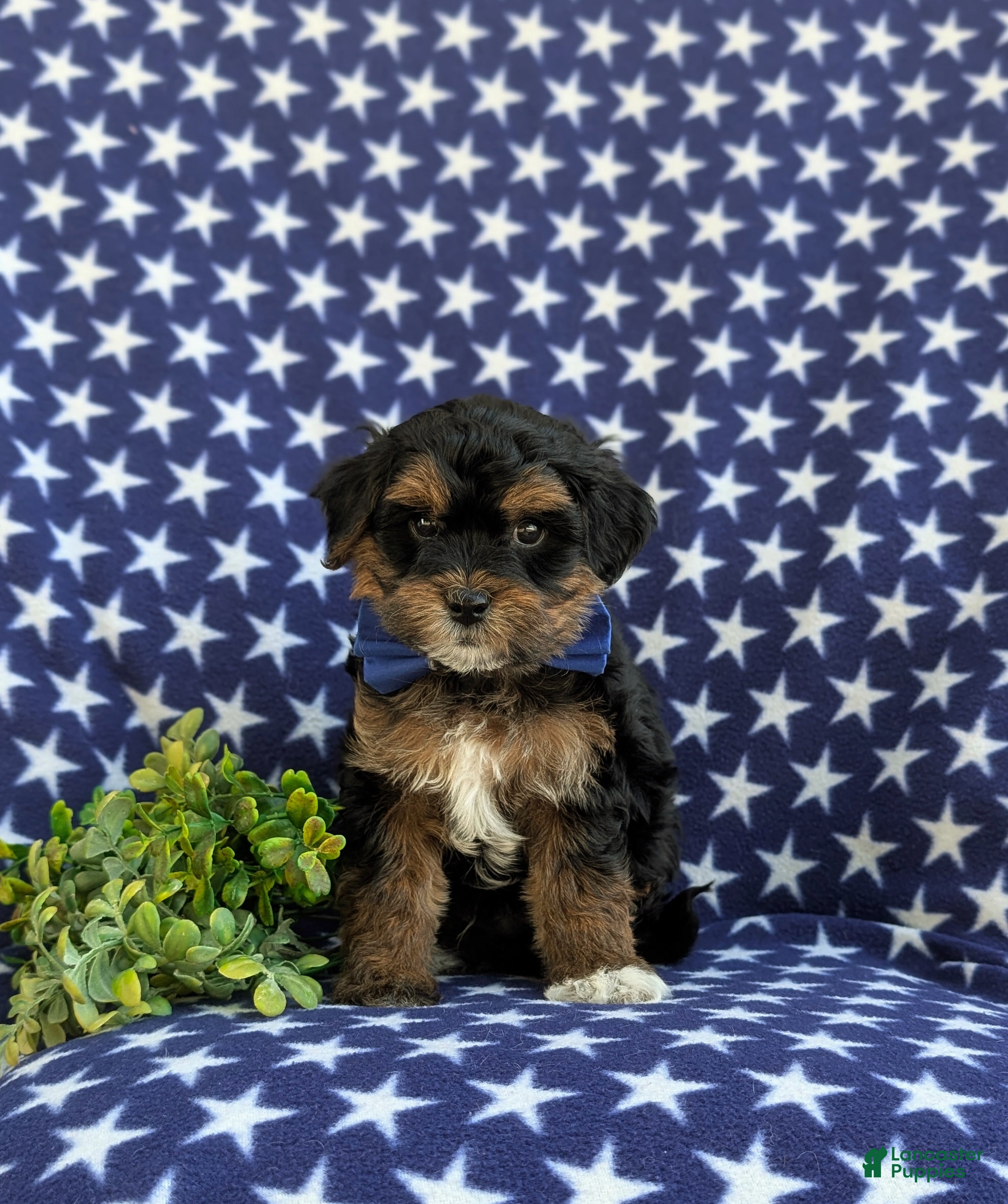 Havapoo dogs Reed Hypoallergenic - Ad 2
