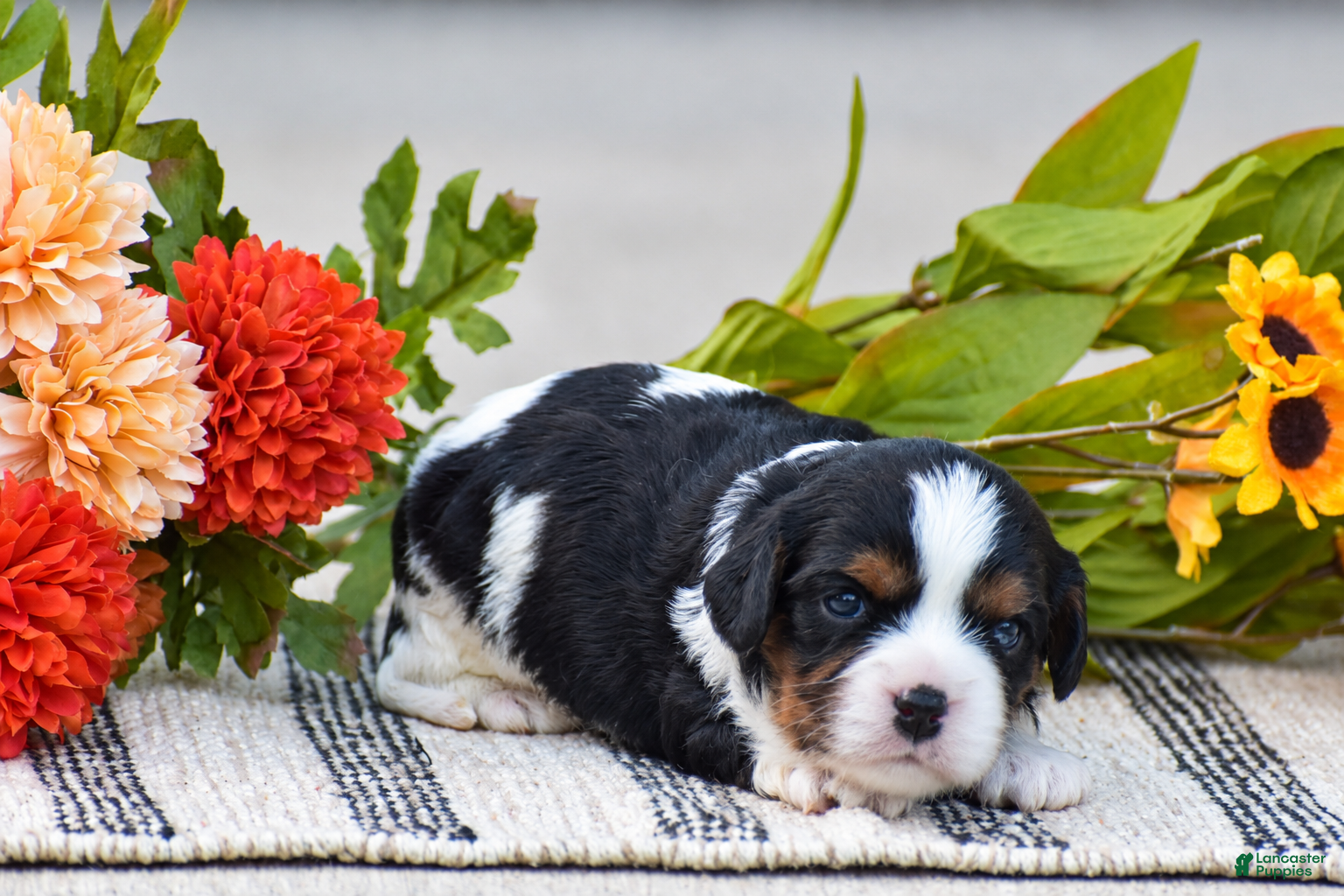Rosalie (Cavalier King Charles Spaniel, Female) in Parkesburg, PA