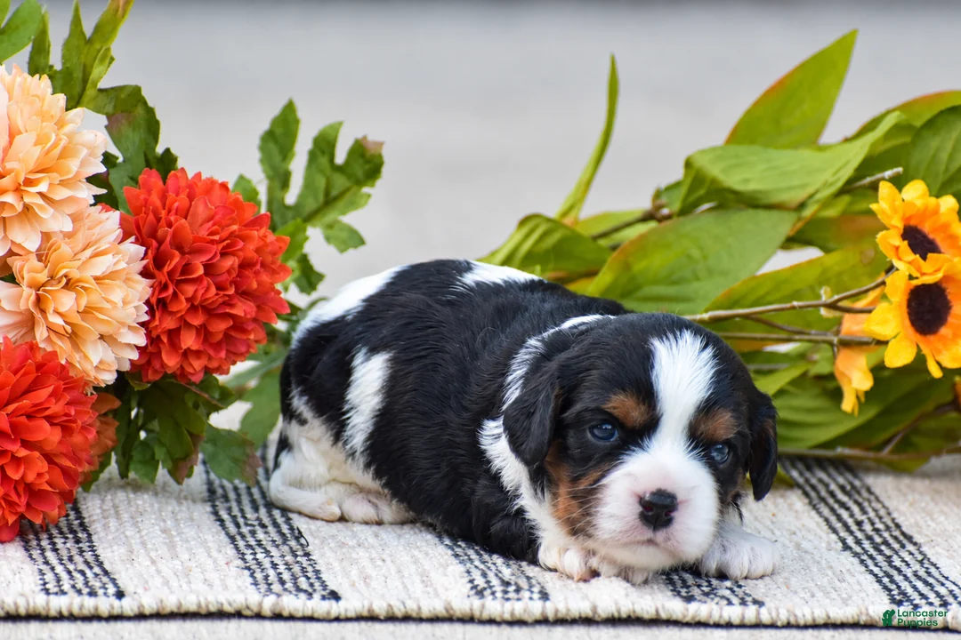 Cavalier King Charles Spaniel dogs for sale: Rosalie - Ad 1